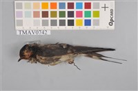 藏品(家燕)的圖片